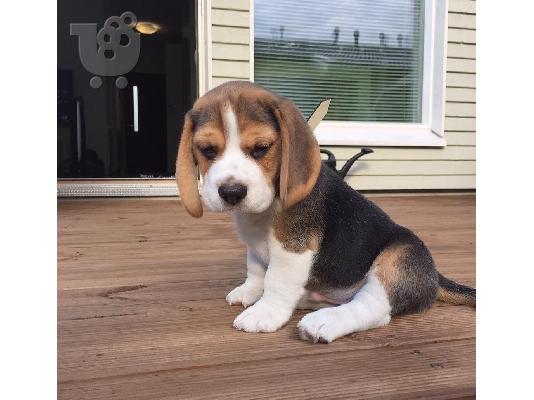 Υπέροχα κουτάβια Beagle.